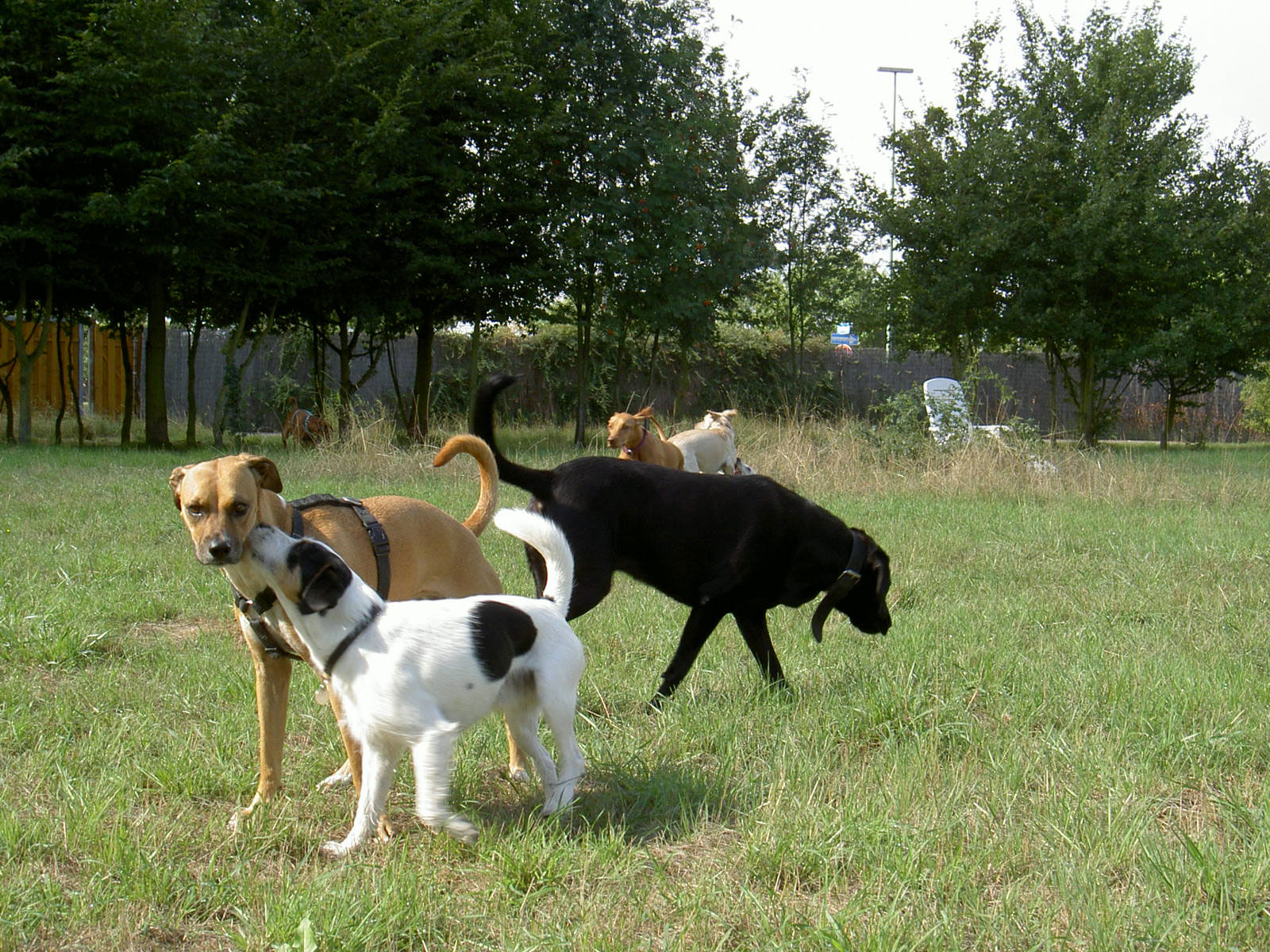 Hundebetreuung in der Gruppe am Gelände Düsseldorf